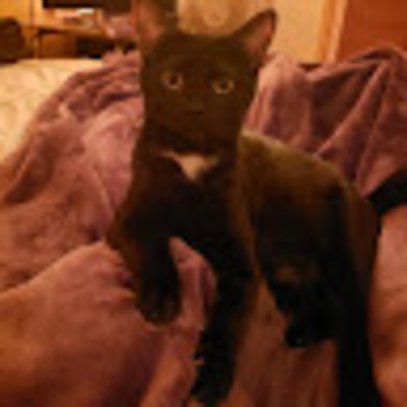 Meet your Posher, Everett - Picture 1 of 1